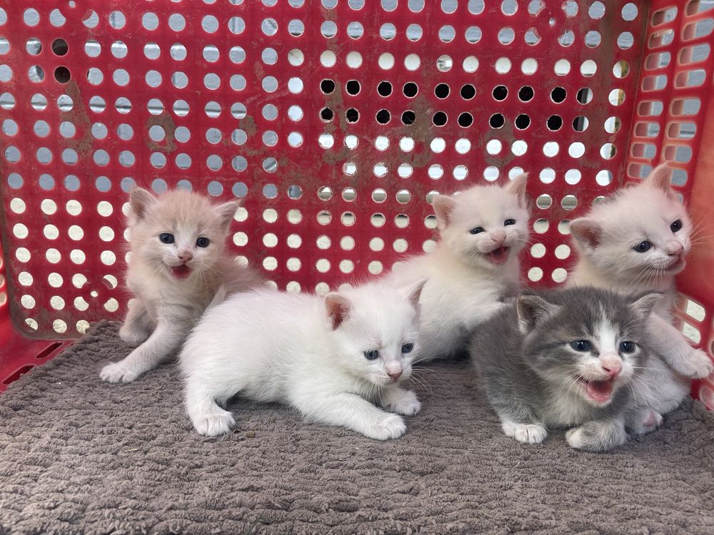продаются домашние котята