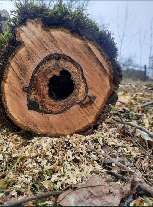 Rondele de nuc  sau alte esente / lemn, fosne de nuc,  mese lemn nuc