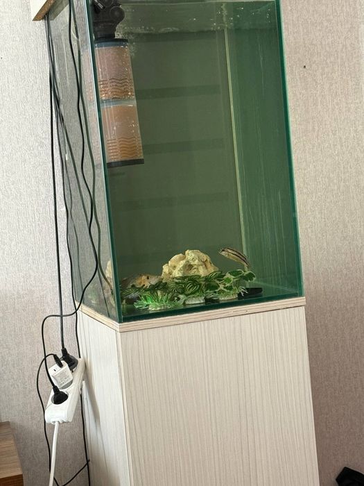 Akvarium kampilekt sotiladi