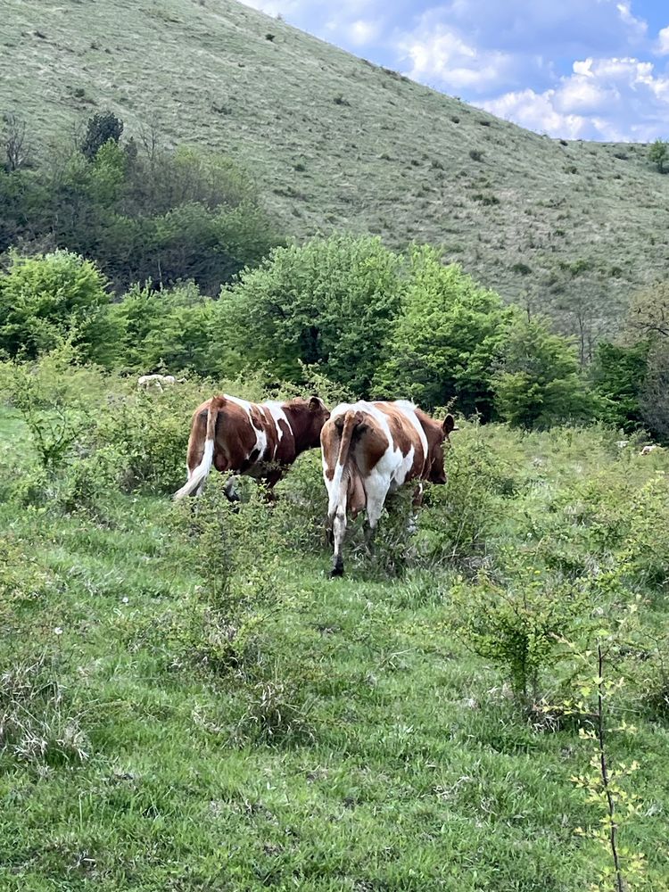 Taurasi de vanzare