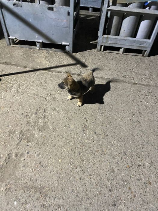 Se donează pui metis