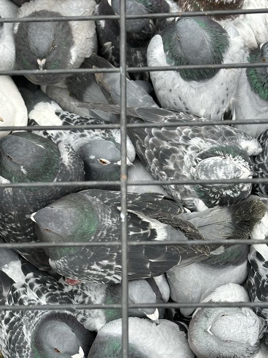 Vamd porumbei voiajori