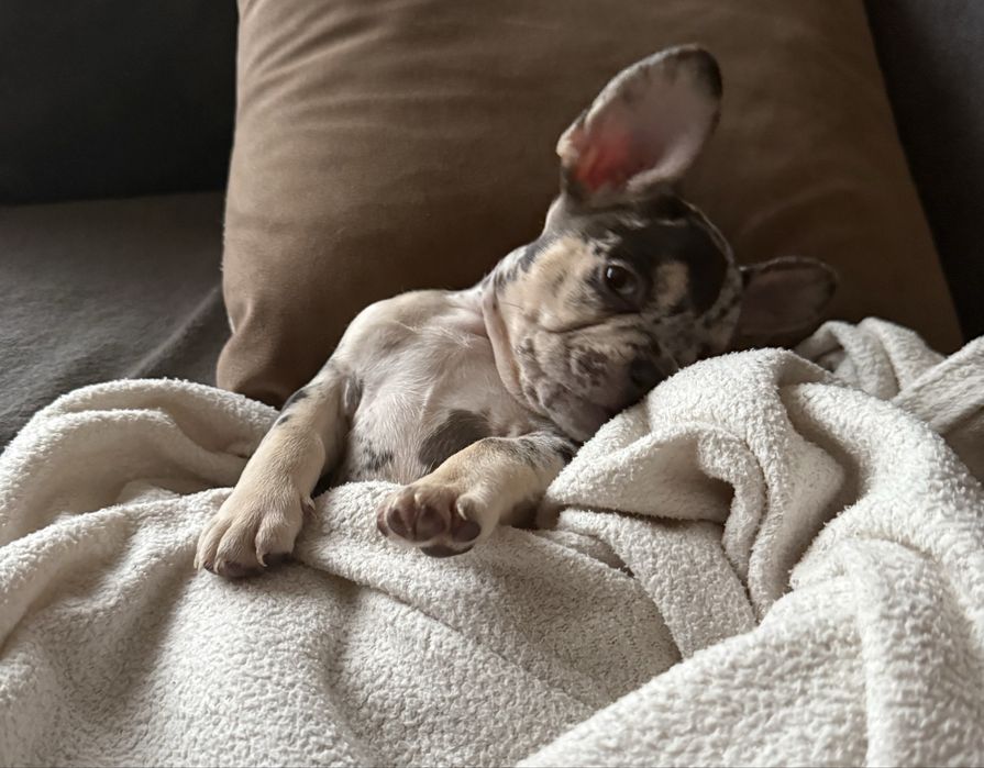 Френски булдог french bulldog