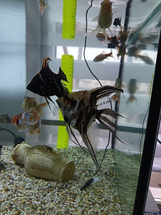 Pești scalari și crap koi de vânzare Ludus