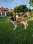 Mascul CRC disponibil pentru adoptie