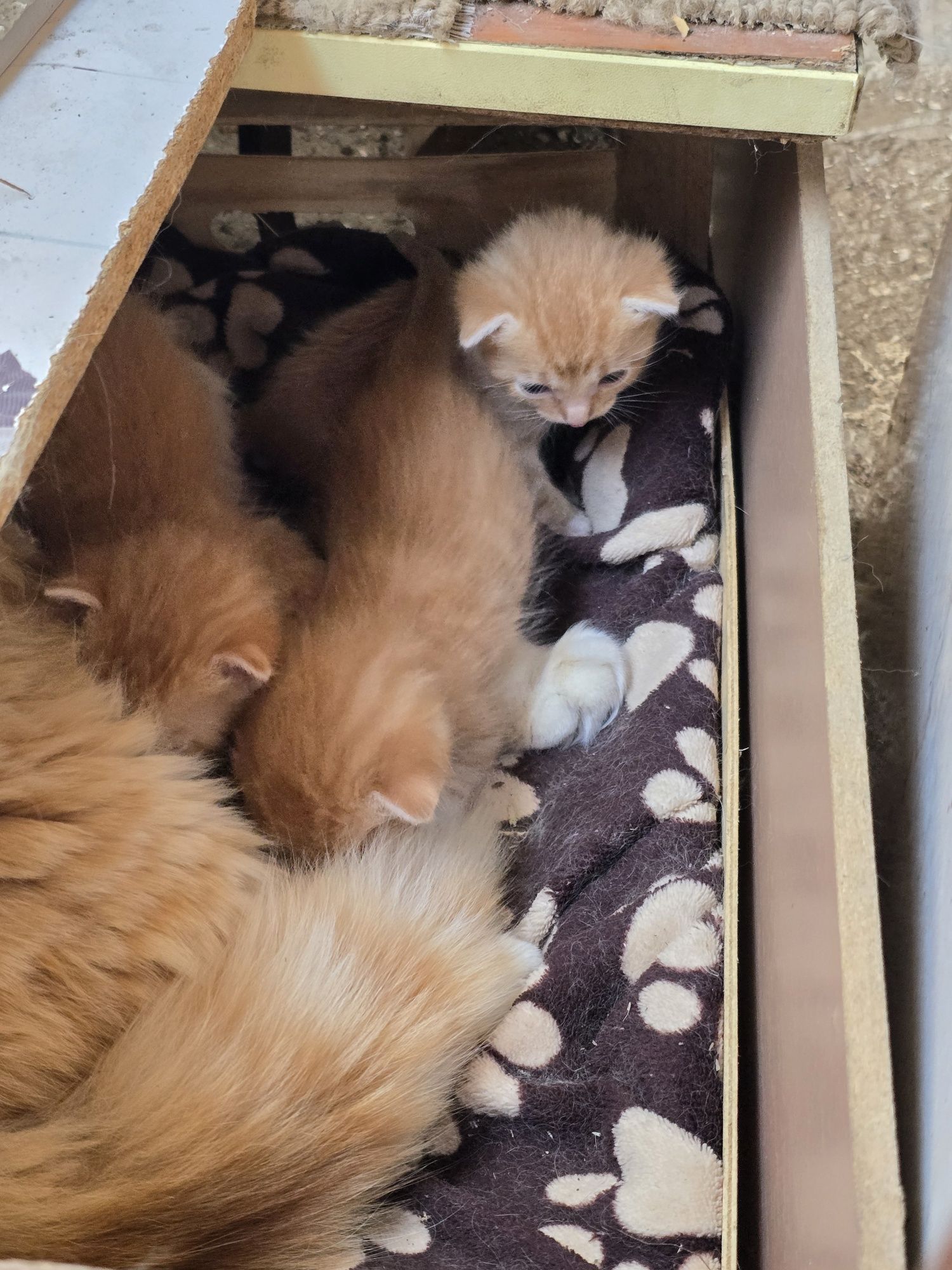Подаряват се котета