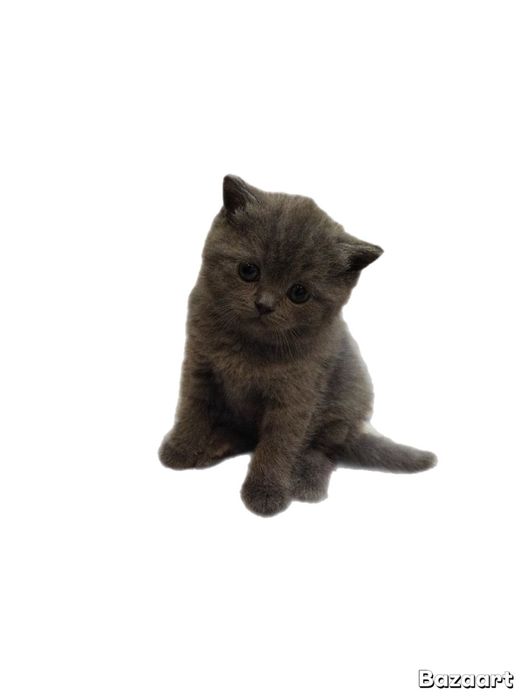 Девочка британка Скотиш страйт