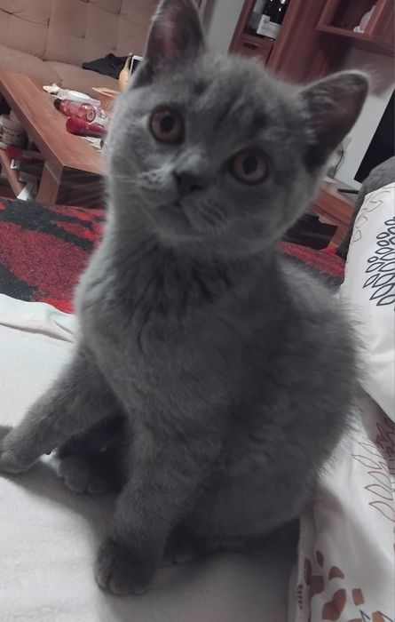 Fetita British Shorthair