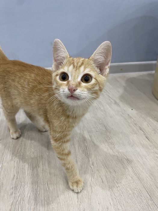 котенок в добрые руки