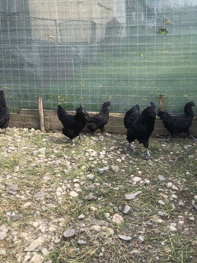 Oua pentru incubat Ayam Cemani