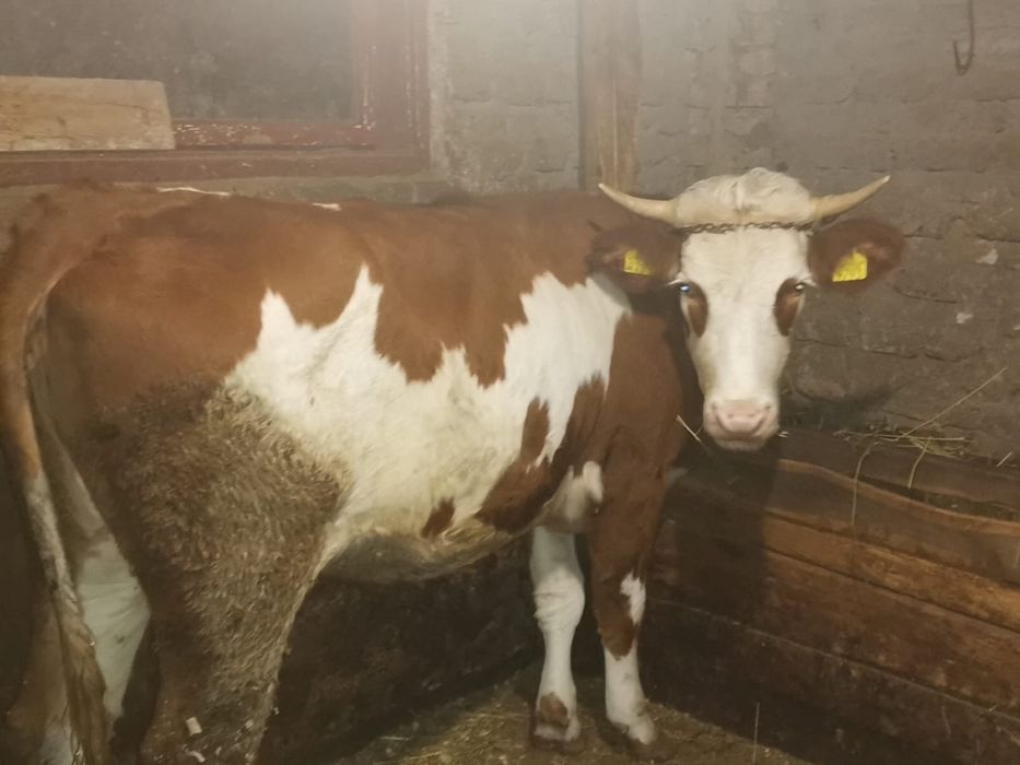 Vitea baltata romaneasca