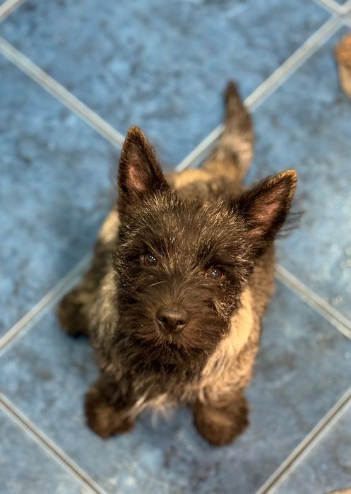 Cairn Terrier cu pedigree deosebit