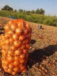 Vand ceapa productie 2025