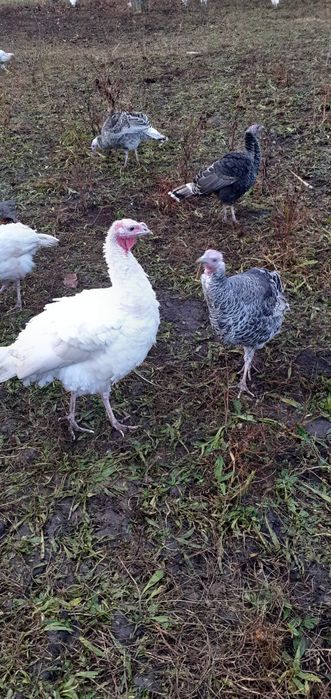 Curci de casă de vânzare