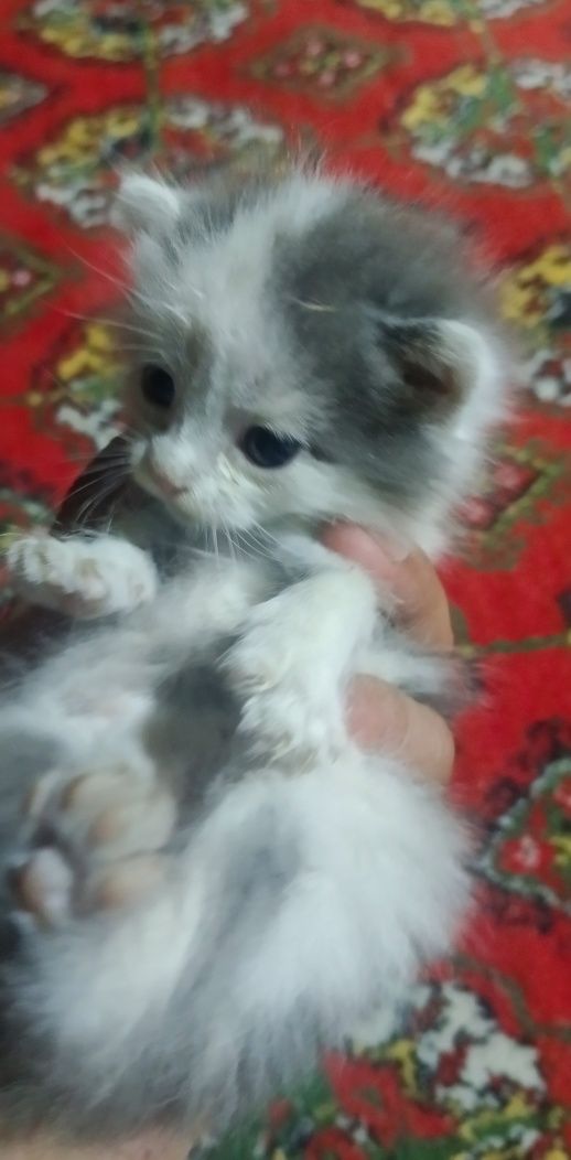 Котята отдам в хорошие руки, mushuk bolalari ishonchli qollarga berila
