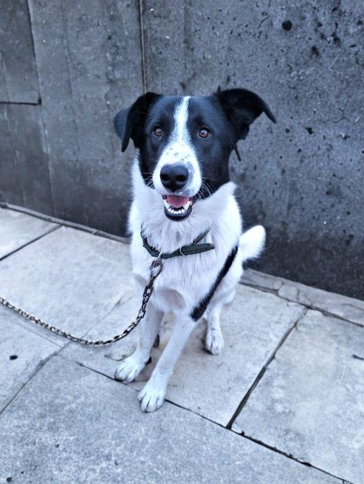 Пёсик Панда ищет дом!