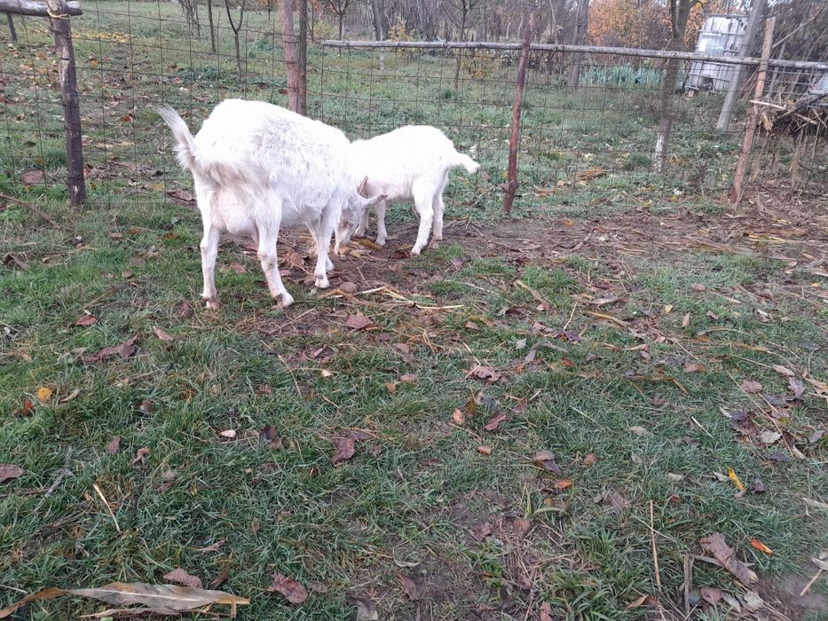 Caprite rasa bună Saanen