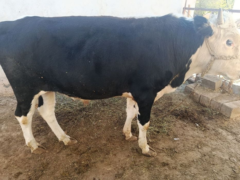 Buqa sotiladi boqishga va urug'likga sigiri borlarga.