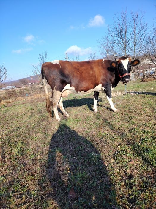 Vând vacă gestantă