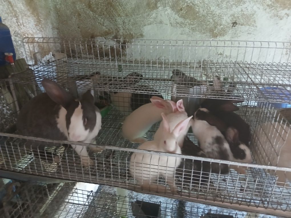 Vând iepuri hycol francez