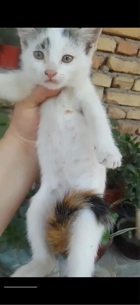Котята мальчик и девочка