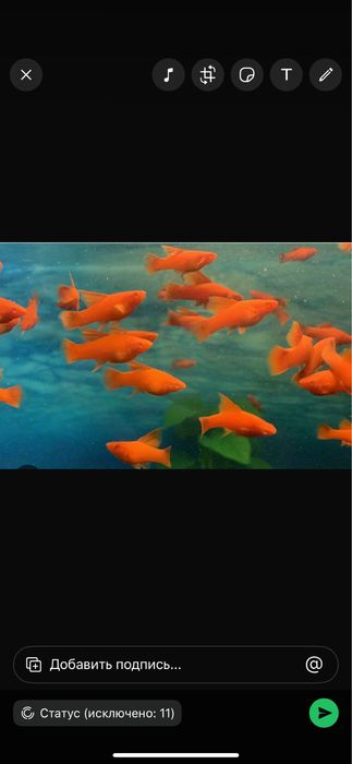 Продам меченосцев рубин