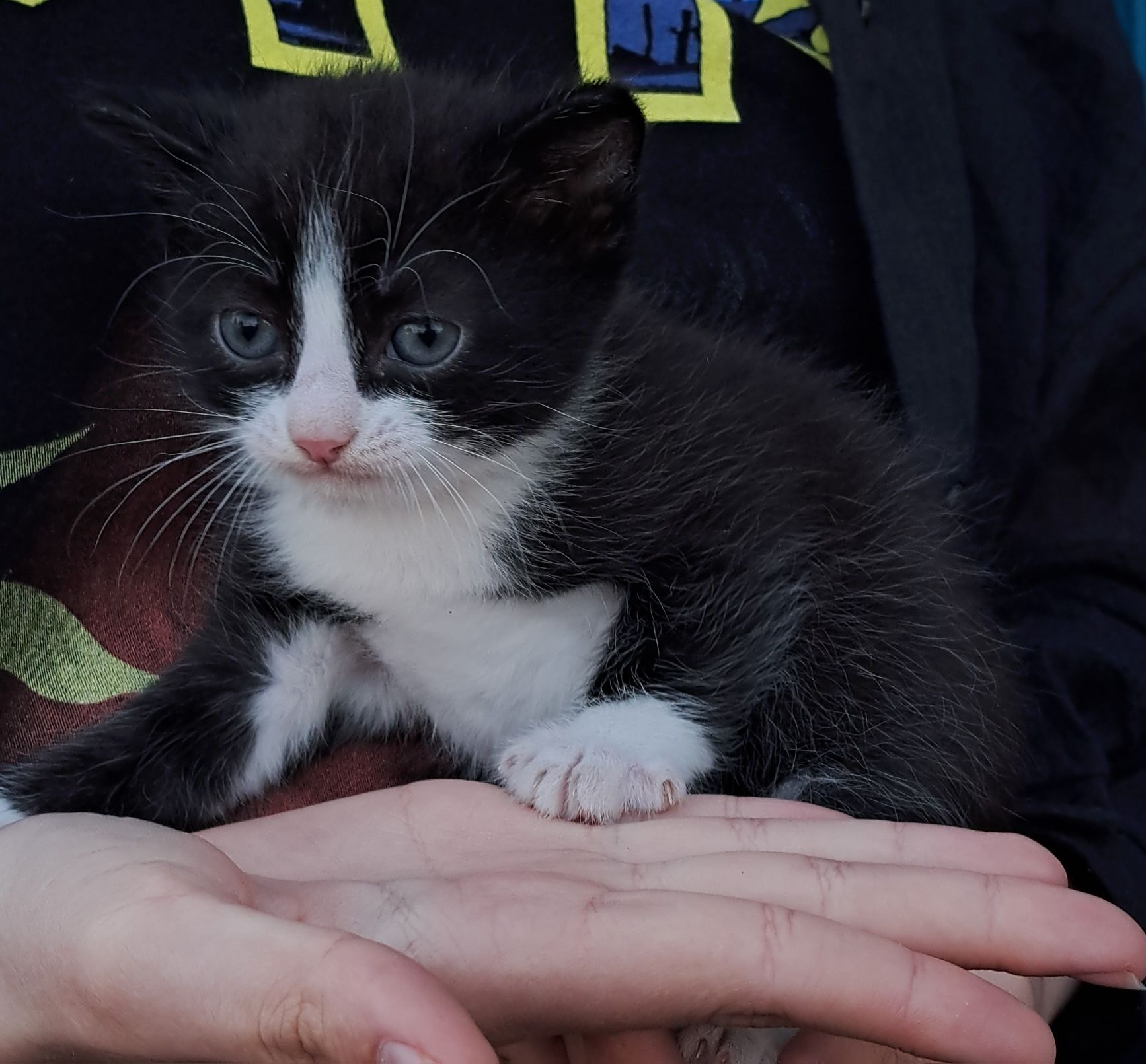 Котята бесплатно