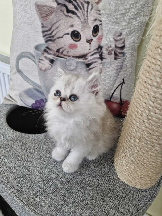 Motanel persan cu pedigree