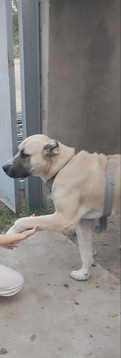 Продается Собака