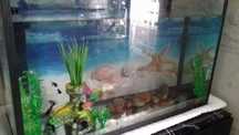 Yaxshi holatdagi o aquarium