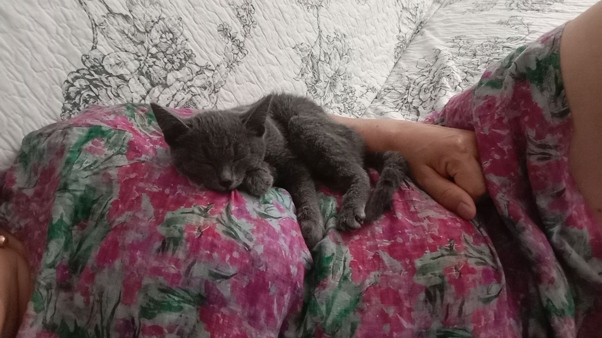 Отдаю котика! В добрые руки