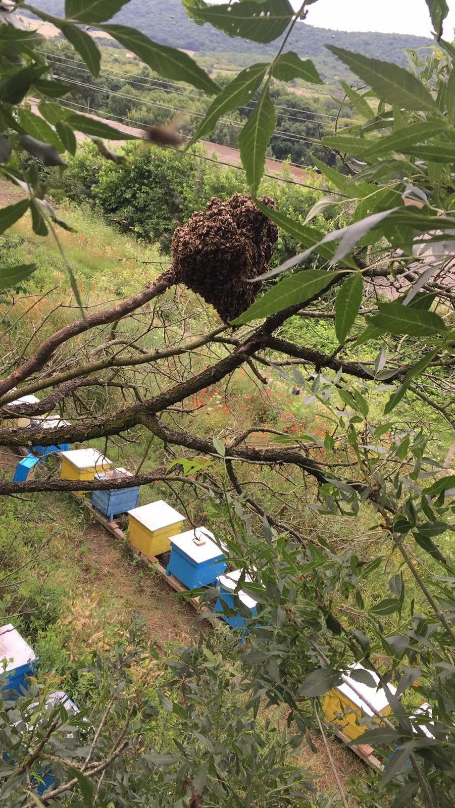 Пчелен Мед от екологично чист район