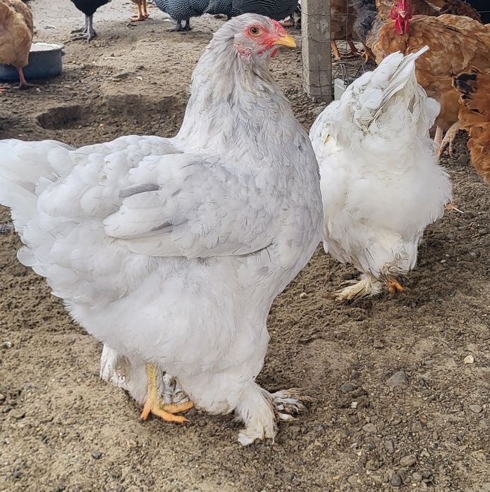Vând 2 gaini brahma