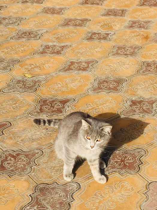 Кошка домашняя не дикая отдам в хорошие руки