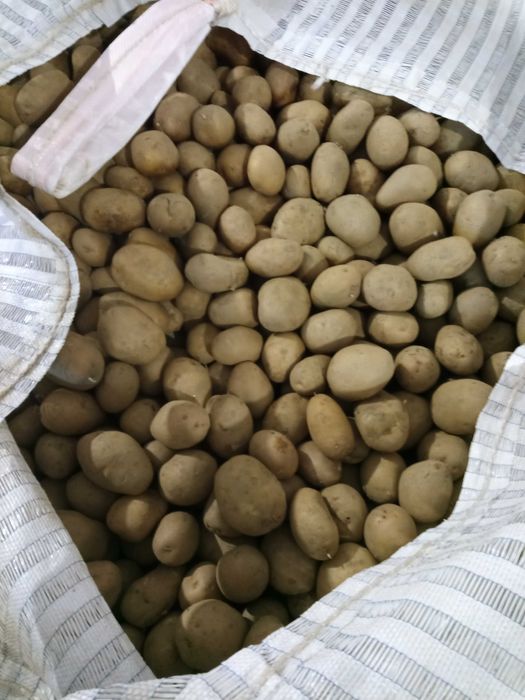 Картофи сорт Сорая