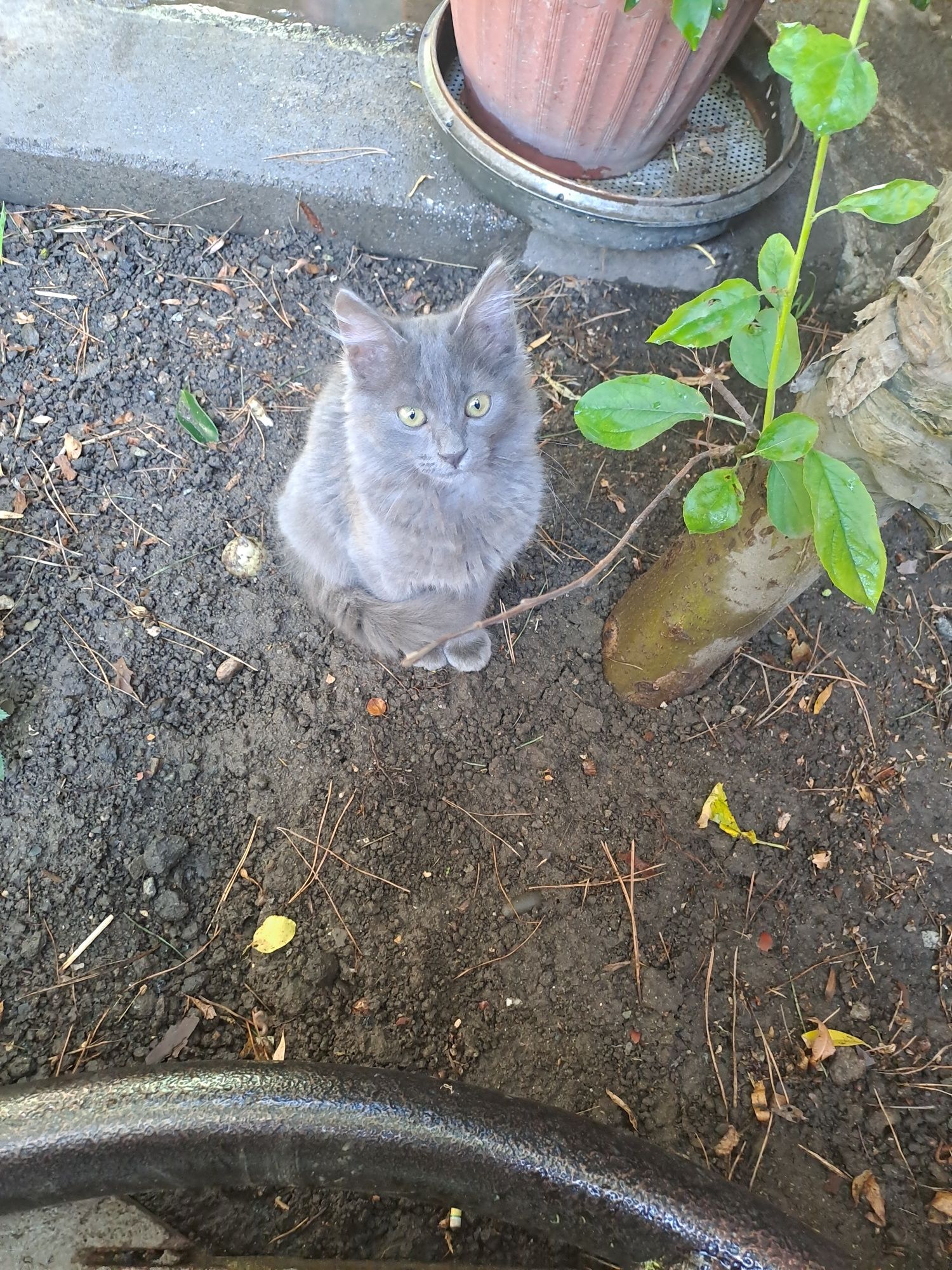 Отдам котейку в любящую животных семью