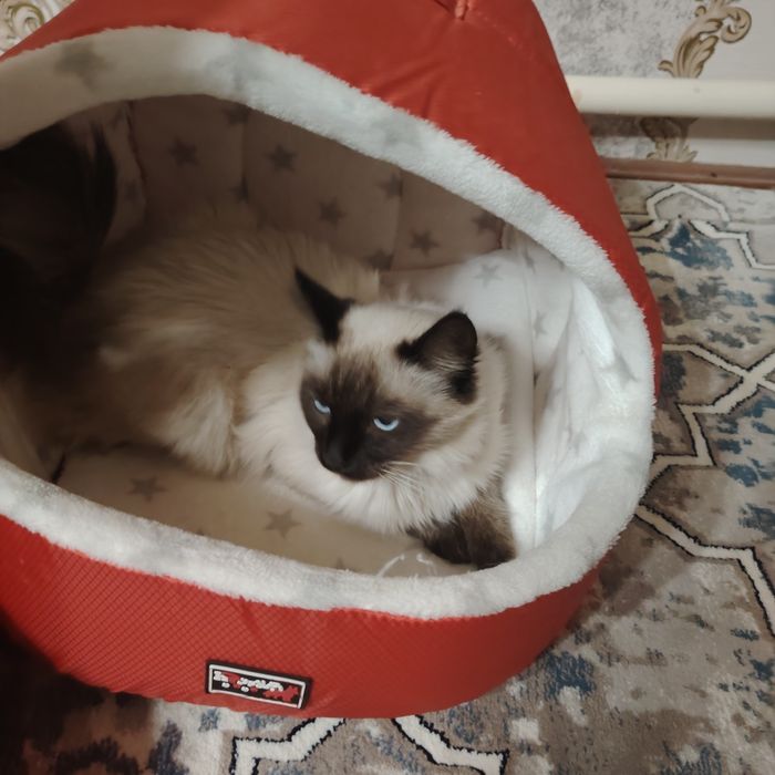 Продаётся кот Сиймский