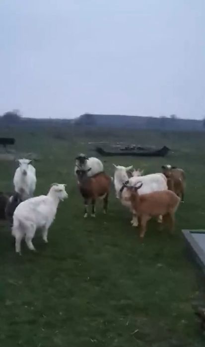 Capre de vânzare sau la schimb