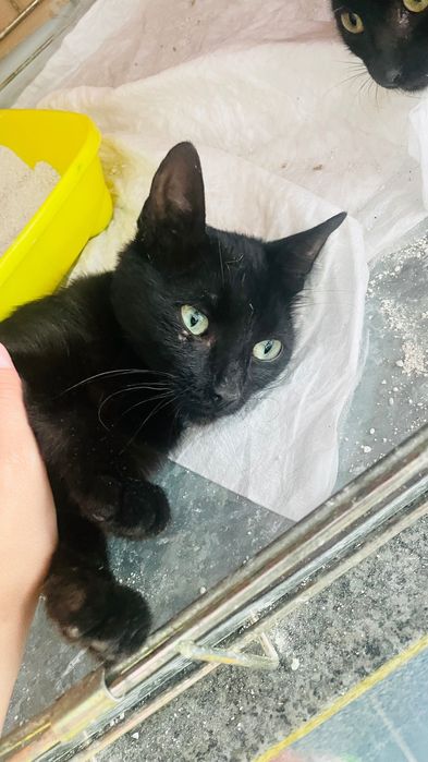 Pisicuțe negre spre adopție
