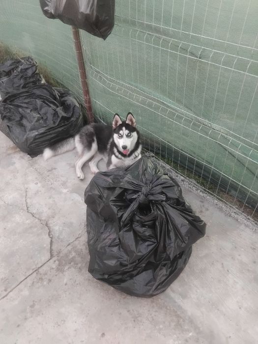 De vanzare pui huski siberian