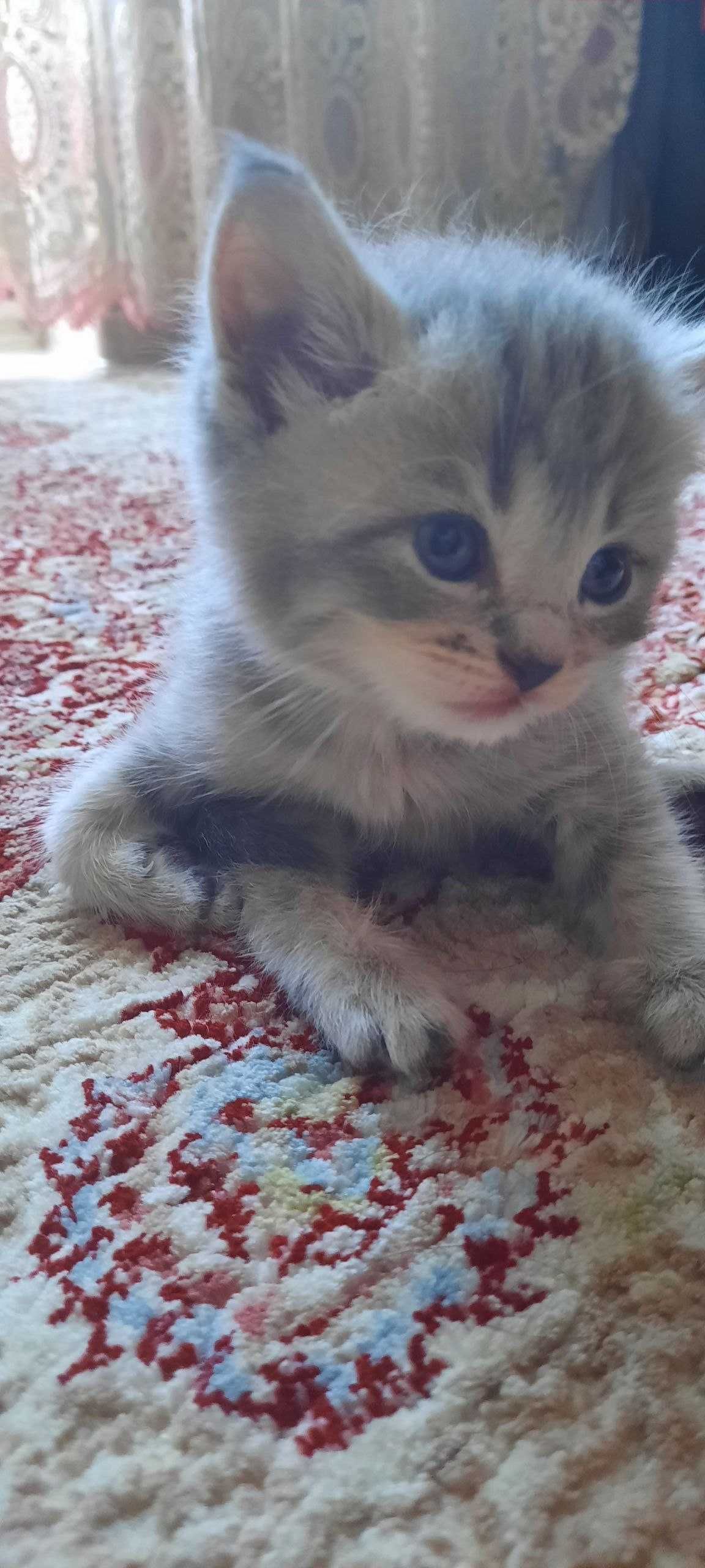 котята Скоттиш-страйт все мальчики