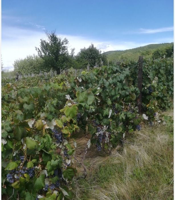 Struguri ananas de vânzare