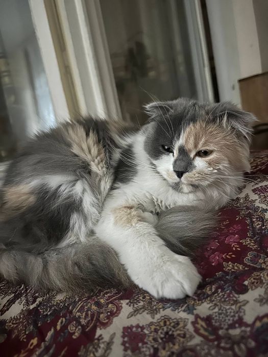 Кошки продам срочно