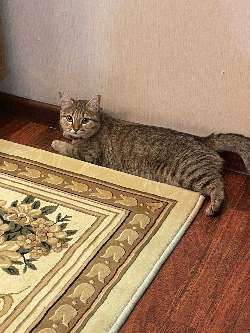 Отдаем кошку в добрые руки