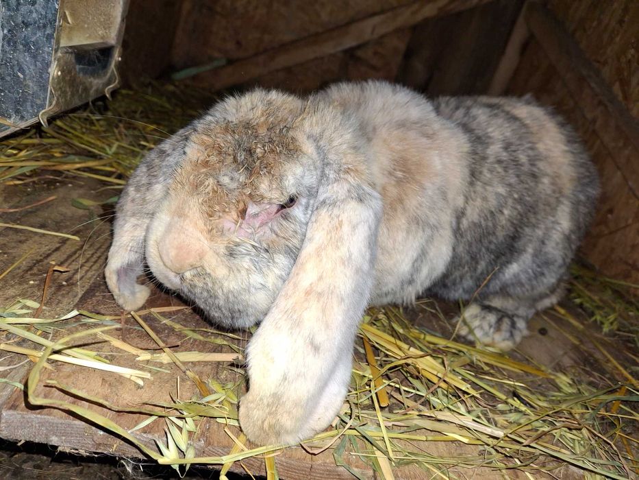 Iepuri rex dalmatian, berbec german, secuiesc