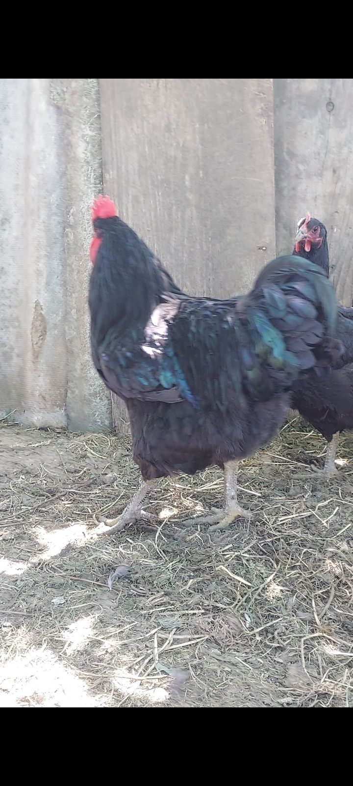Vând cocoși diferite rase