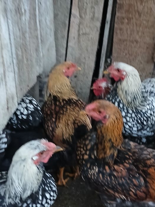 Găini de rasa de vanzare