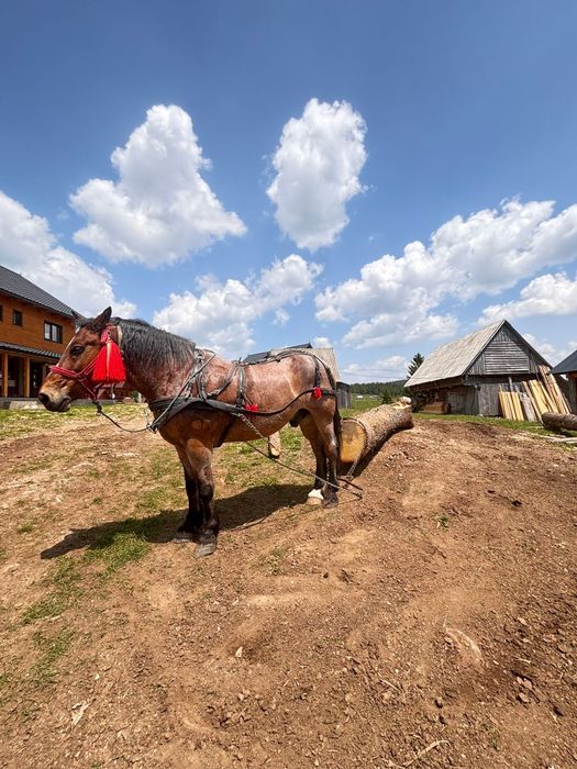 vând cal 8 ani garantat