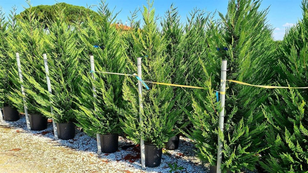 Leylandy toate dimensiunile calitate extra