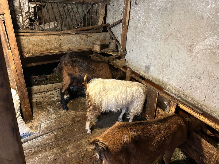 Кози френски алпин